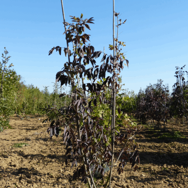 FRAXINUS americana 'Autumn Applause' – Image 6