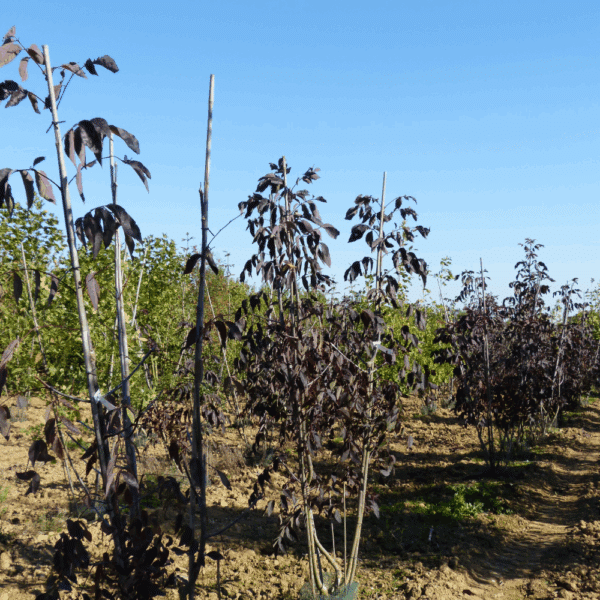 FRAXINUS americana 'Autumn Applause' – Image 7