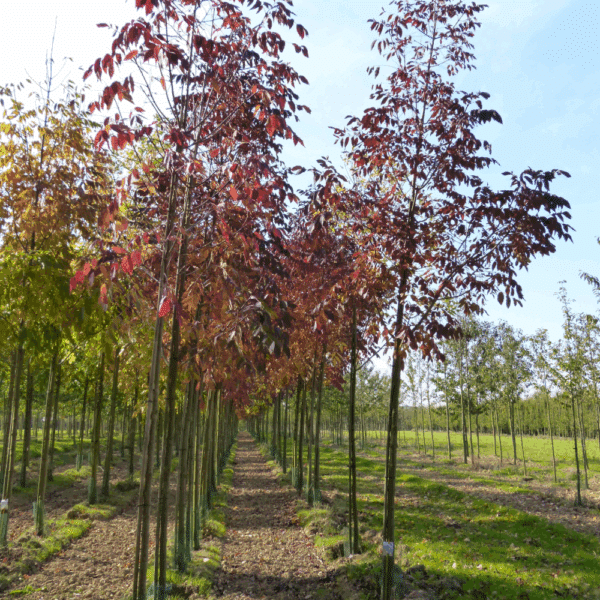 FRAXINUS americana 'Autumn Applause' – Image 8