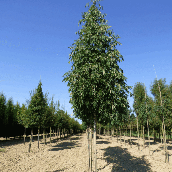 FRAXINUS americana 'Autumn Applause' – Image 9