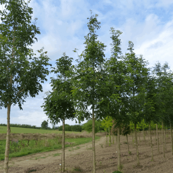 FRAXINUS americana 'Autumn Applause' – Image 10
