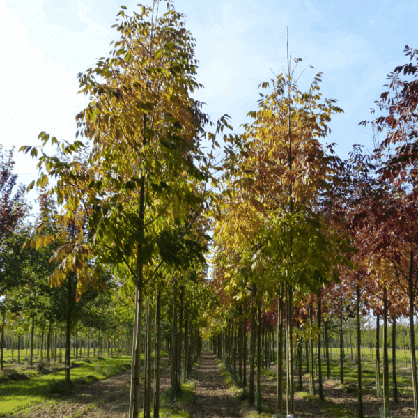 FRAXINUS americana 'Skyline' – Image 5