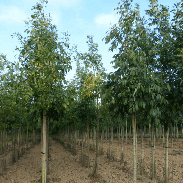FRAXINUS americana 'Skyline' – Image 6
