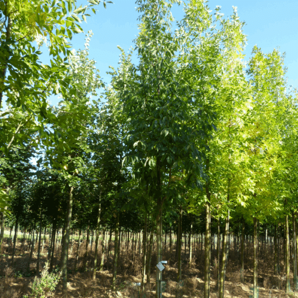 FRAXINUS americana 'Skyline' – Image 4