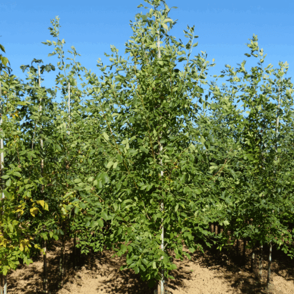 FRAXINUS americana 'Skyline' – Image 7