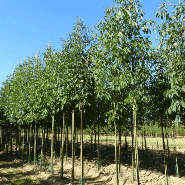 FRAXINUS americana 'Skyline' – Image 3