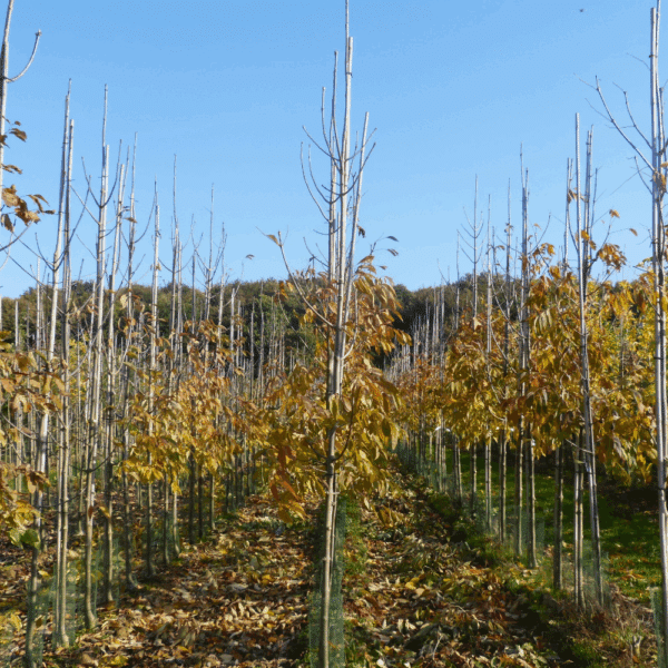 FRAXINUS americana 'Skyline' – Image 2