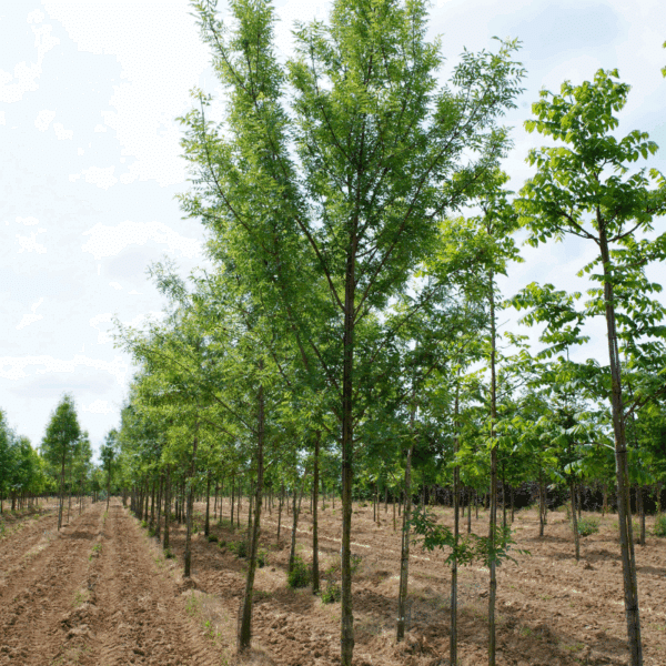 FRAXINUS angustifolia – Image 6