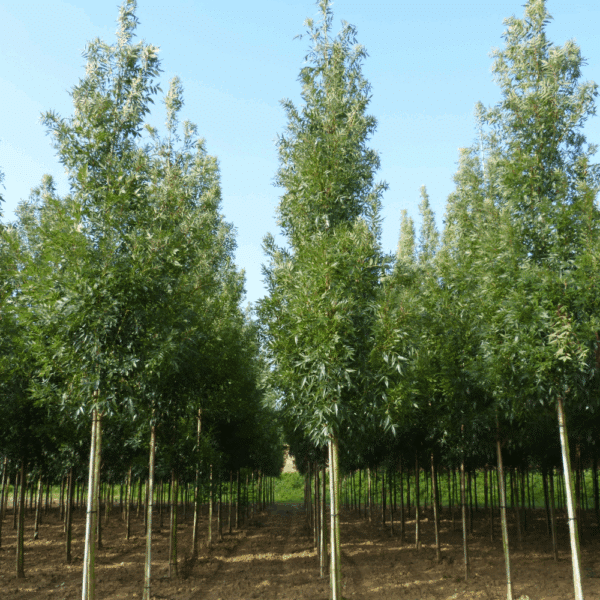 FRAXINUS angustifolia – Image 4