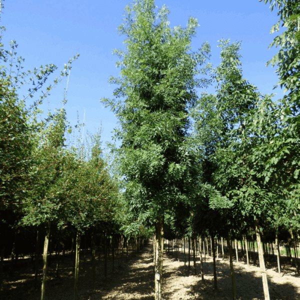 FRAXINUS angustifolia – Image 3