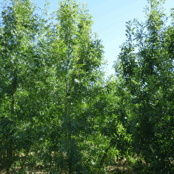 FRAXINUS angustifolia – Image 5