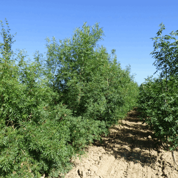 FRAXINUS angustifolia – Image 2