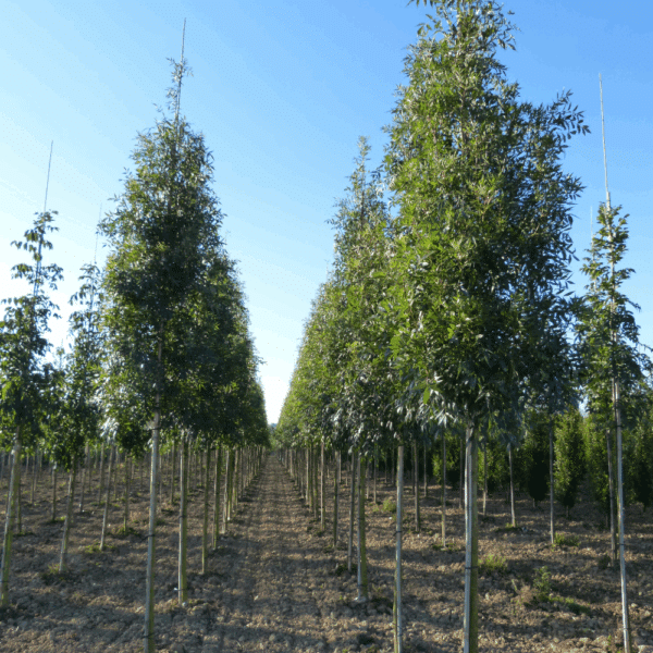 FRAXINUS angustifolia 'Raywood' – Image 6