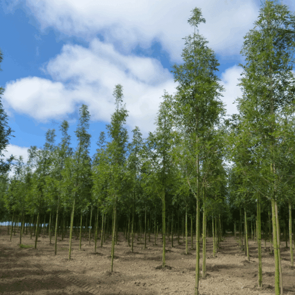 FRAXINUS angustifolia 'Raywood' – Image 5