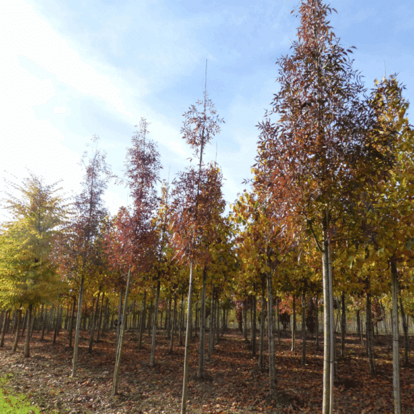 FRAXINUS angustifolia 'Raywood' – Image 3