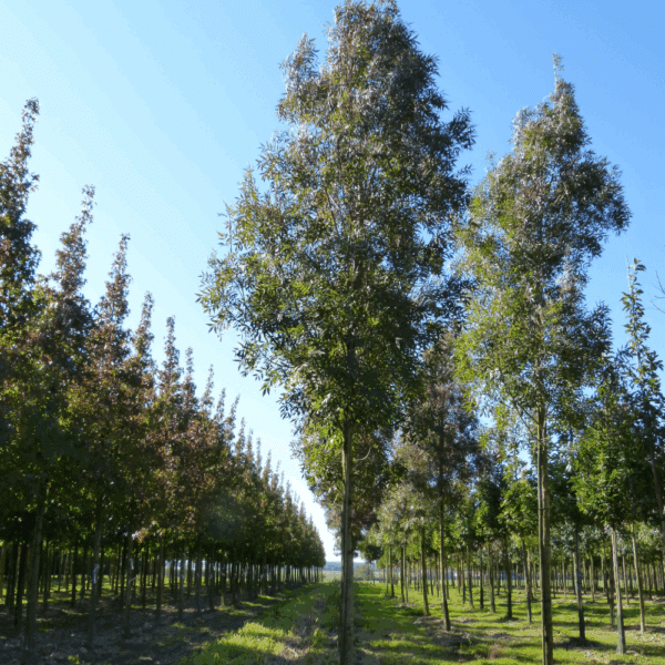 FRAXINUS angustifolia 'Raywood' – Image 2