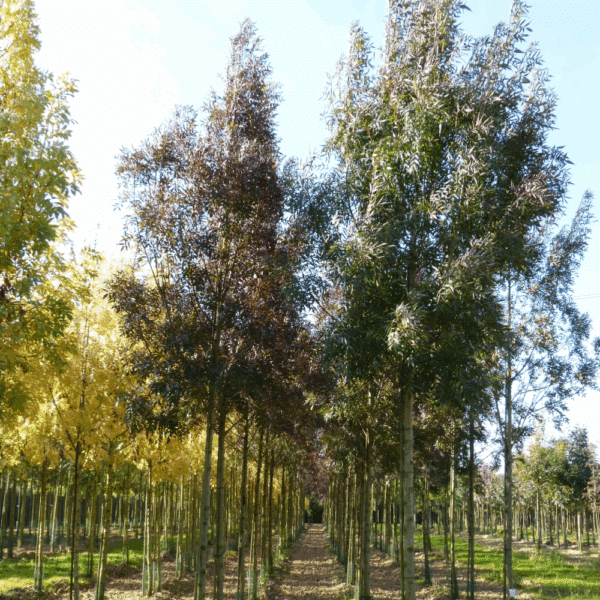 FRAXINUS angustifolia 'Raywood' – Image 4