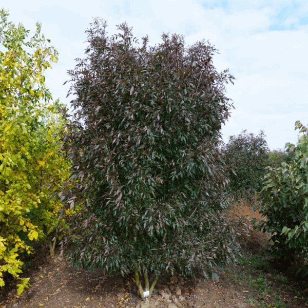 FRAXINUS angustifolia 'Raywood' – Image 14