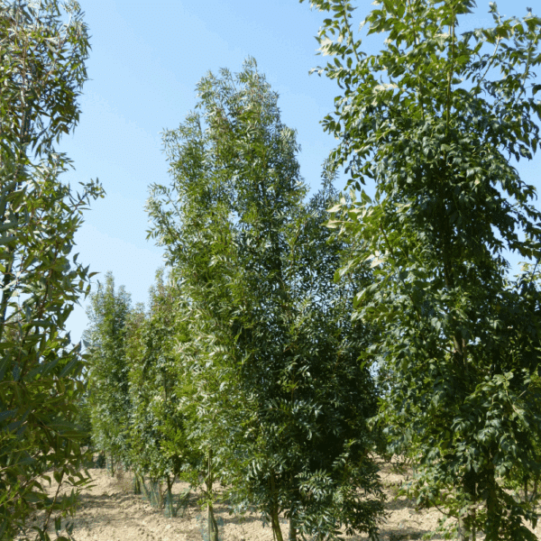 FRAXINUS angustifolia 'Raywood' – Image 13