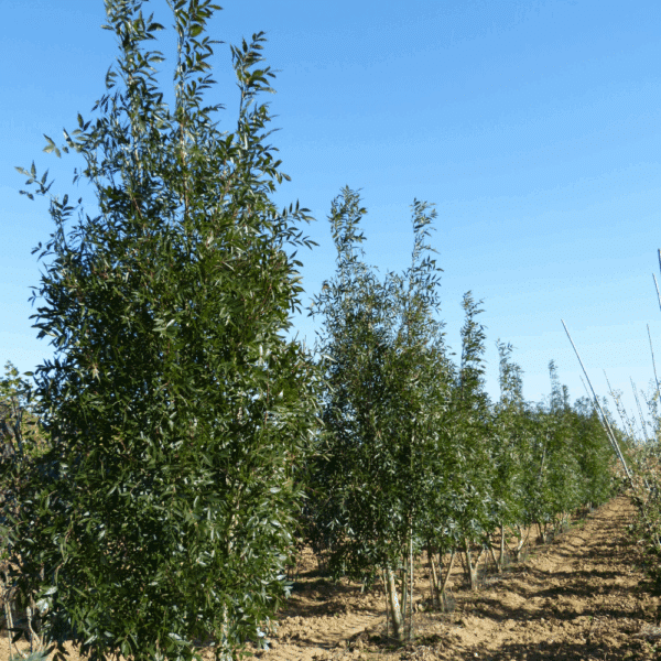 FRAXINUS angustifolia 'Raywood' – Image 12