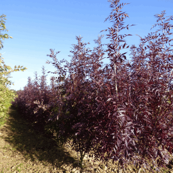 FRAXINUS angustifolia 'Raywood' – Image 11