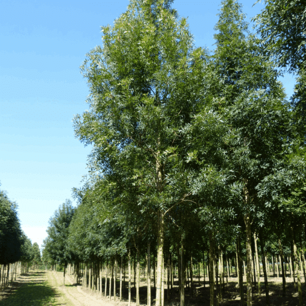 FRAXINUS angustifolia 'Raywood' – Image 10