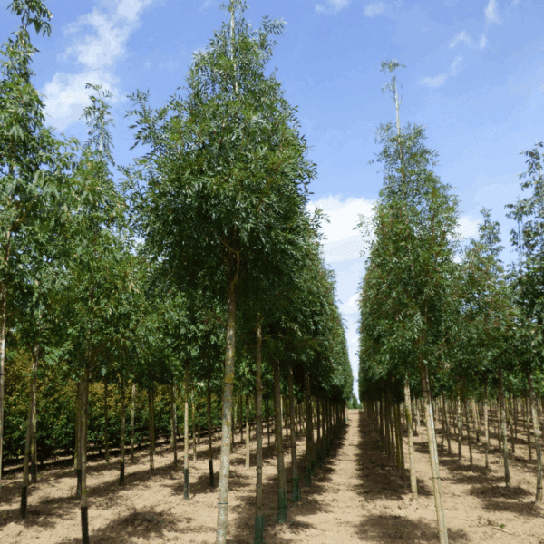 FRAXINUS angustifolia 'Raywood' – Image 9