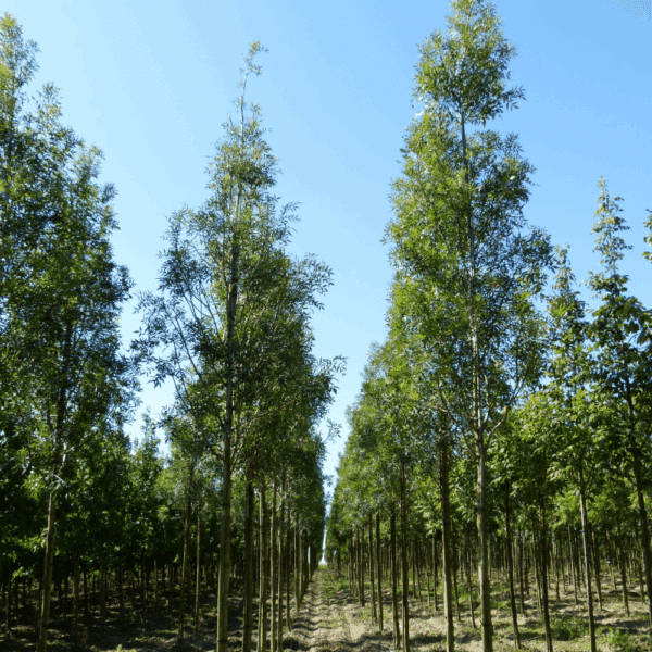 FRAXINUS angustifolia 'Raywood' – Image 8