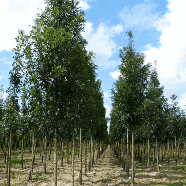FRAXINUS angustifolia 'Raywood' – Image 7