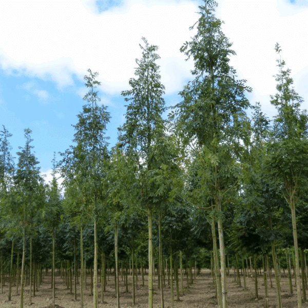FRAXINUS excelsior – Image 10