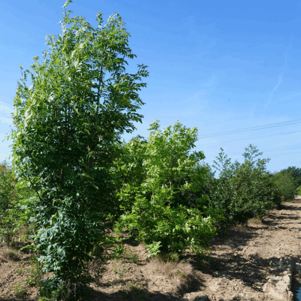 FRAXINUS excelsior – Image 4