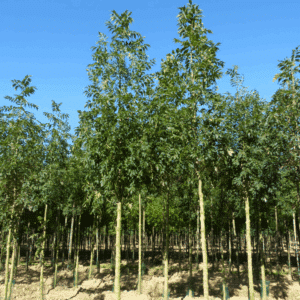 FRAXINUS excelsior