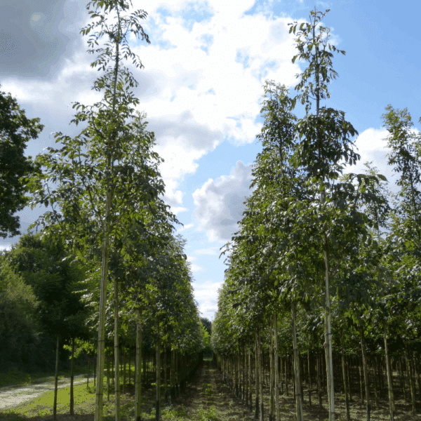 FRAXINUS excelsior – Image 9