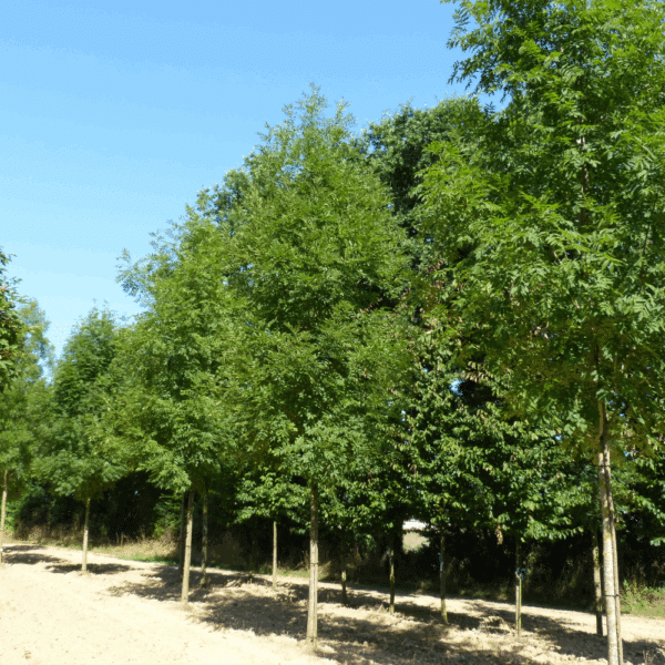 FRAXINUS excelsior – Image 8
