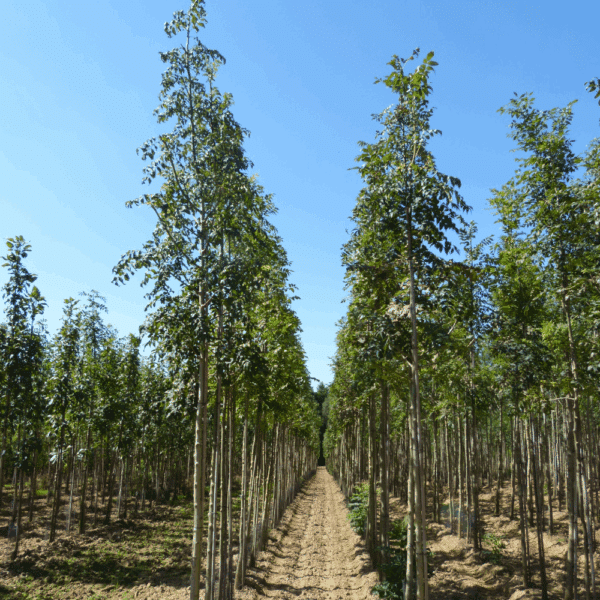 FRAXINUS excelsior – Image 2