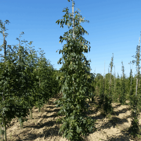 FRAXINUS excelsior – Image 6