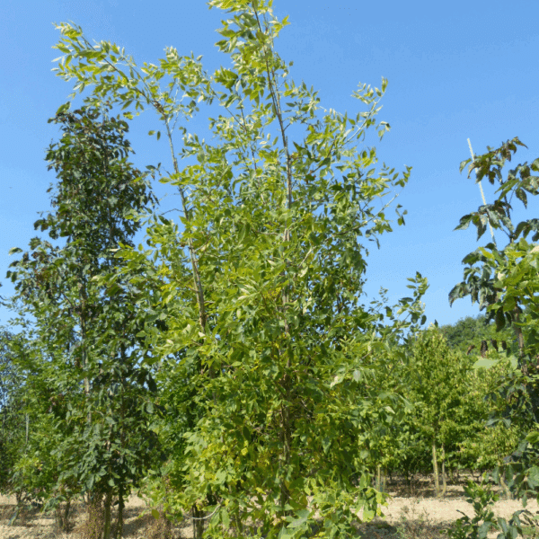 FRAXINUS excelsior – Image 3