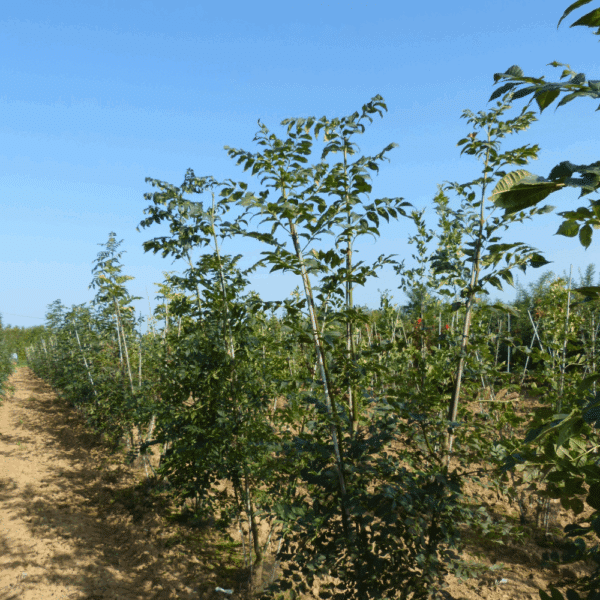 FRAXINUS excelsior – Image 5