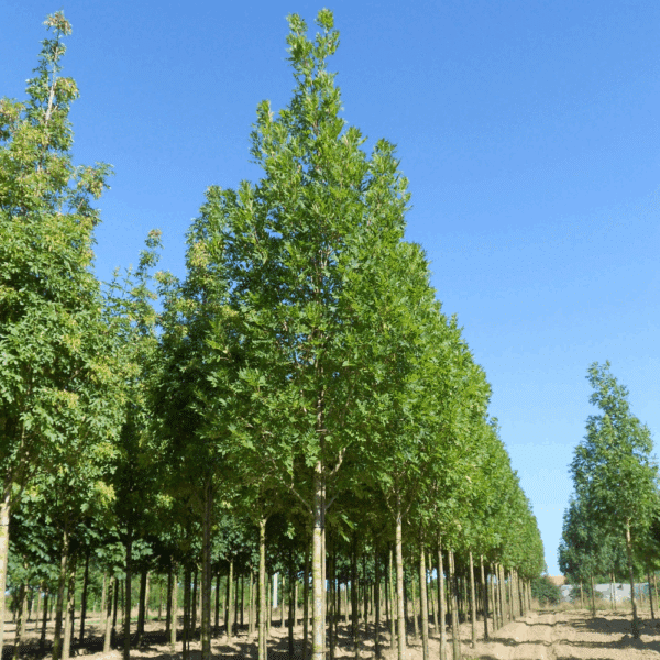 FRAXINUS excelsior 'Altena' – Image 10