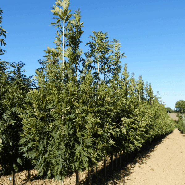 FRAXINUS excelsior 'Altena' – Image 9