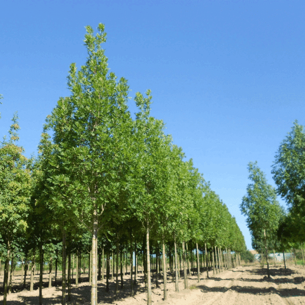 FRAXINUS excelsior 'Altena' – Image 3