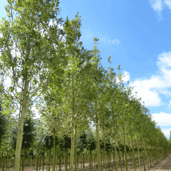 FRAXINUS excelsior 'Altena' – Image 8