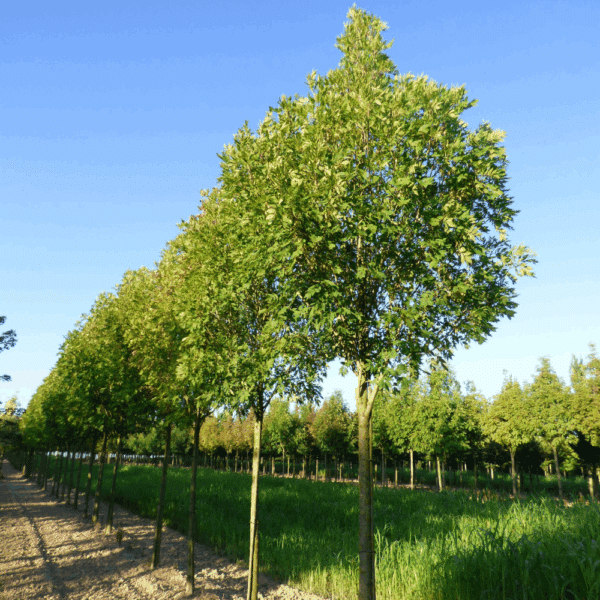 FRAXINUS excelsior 'Altena' – Image 2