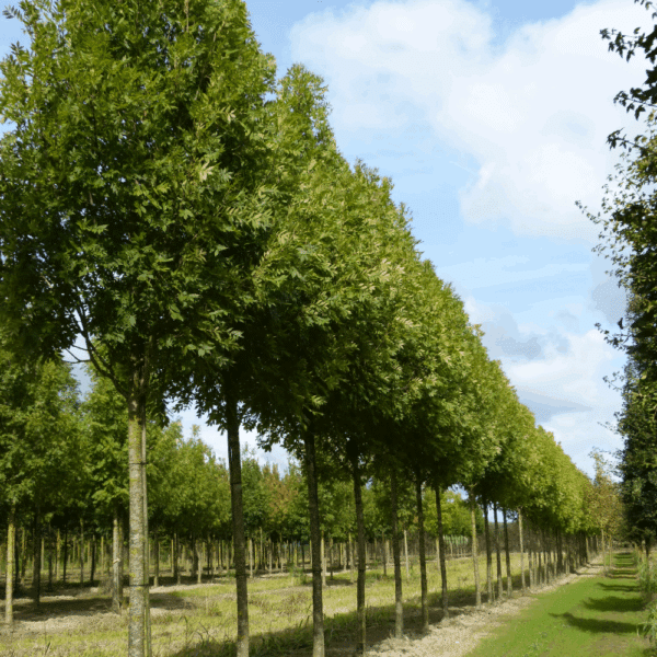 FRAXINUS excelsior 'Altena' – Image 7