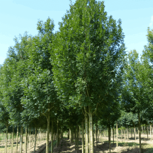 FRAXINUS excelsior 'Altena' – Image 5