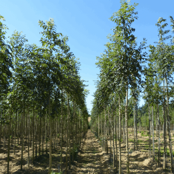 FRAXINUS excelsior 'Altena' – Image 4