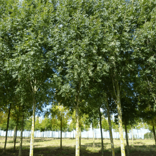 FRAXINUS excelsior 'Geessink' – Image 6