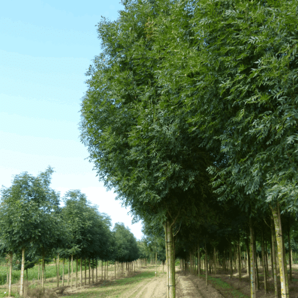 FRAXINUS excelsior 'Geessink' – Image 5