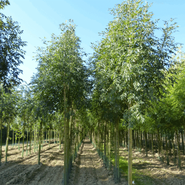 FRAXINUS excelsior 'Geessink' – Image 4