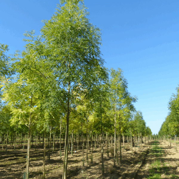 FRAXINUS excelsior 'Geessink' – Image 3